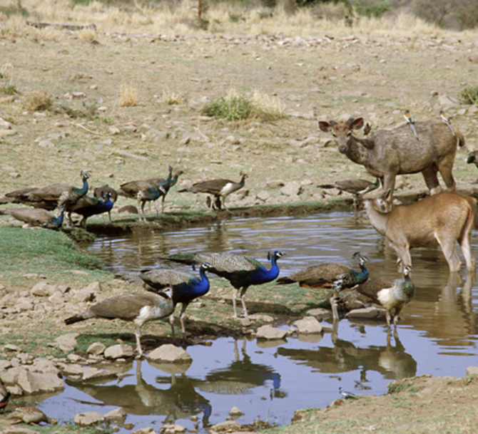 Sariska Adventure: Rent a Bike in Delhi & Chandigarh Today