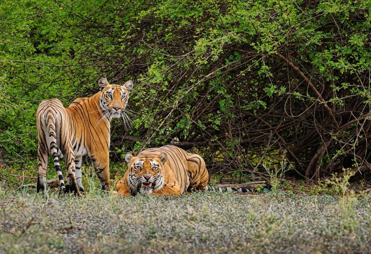 Gurgaon to Sariska Tiger Reserve Guide | Bike Rental Gurgaon Trip